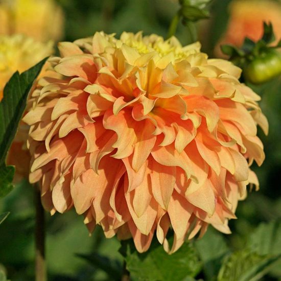 Deep Impact Dahlia