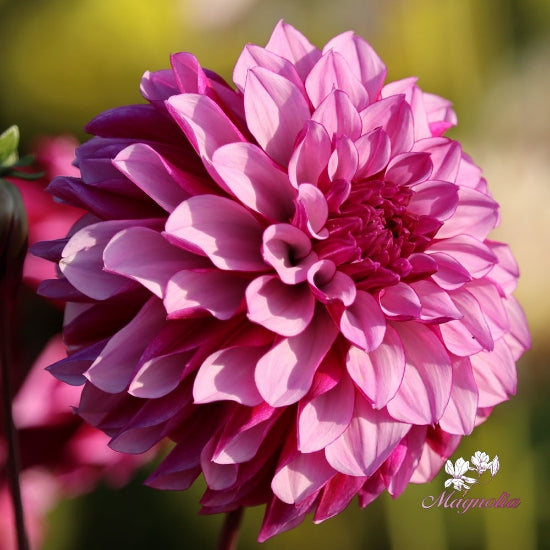 Cranberry Classic Dahlia