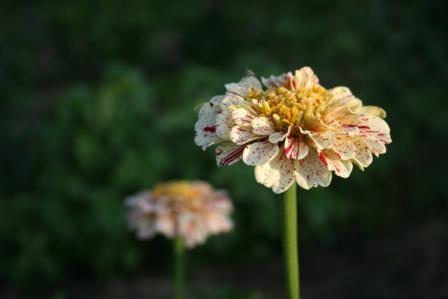 Peppermint Stick Zinnia Seeds online shopping