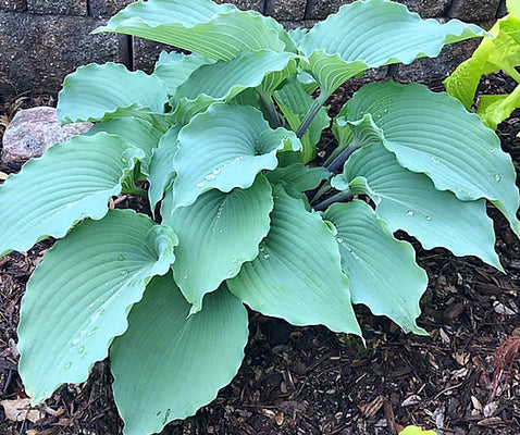 Skywriter Hosta Plant