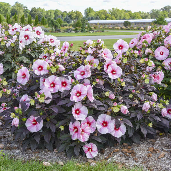 Starry Starry Night Rose Mallow Hibiscus Plants