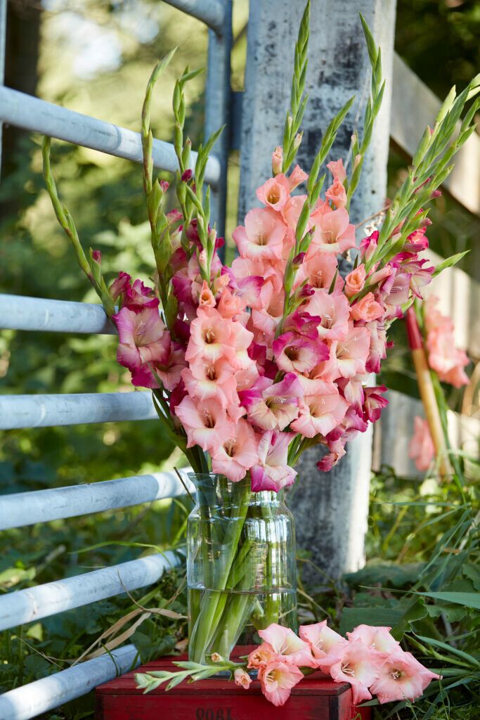 Apricot Bubble Gum Gladiolus Corms