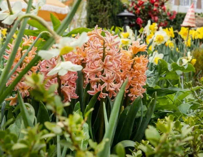 Gipsy Queen Hyacinth Bulbs