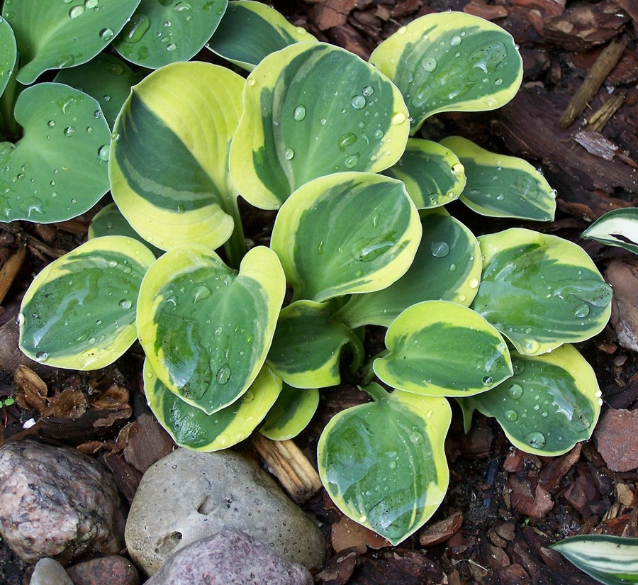 Lucky Mouse Hosta Plant