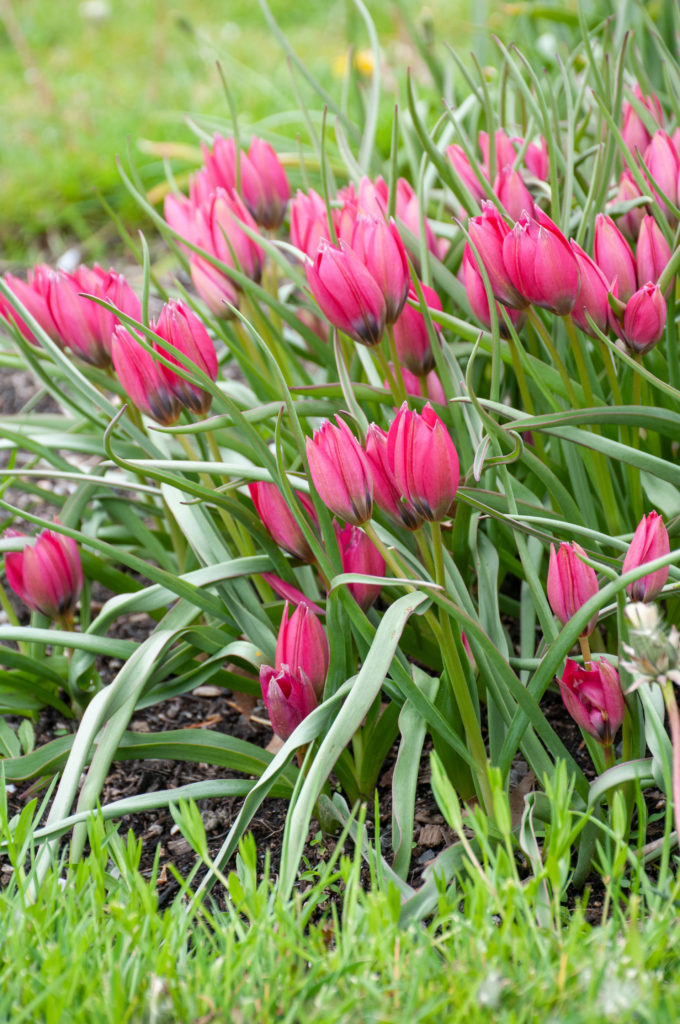 Little Beauty Tulip Bulbs