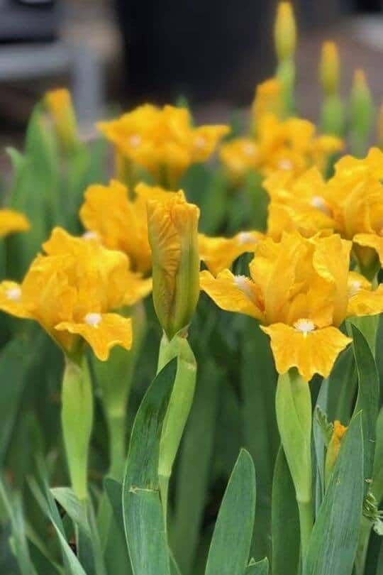Iris pumila Yellow