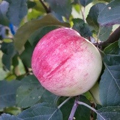 Dexter Jackson Ultra Hardy Apple