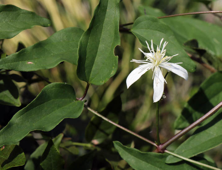 Paniculata Terniflora Sweet Autumn Clematis Vine