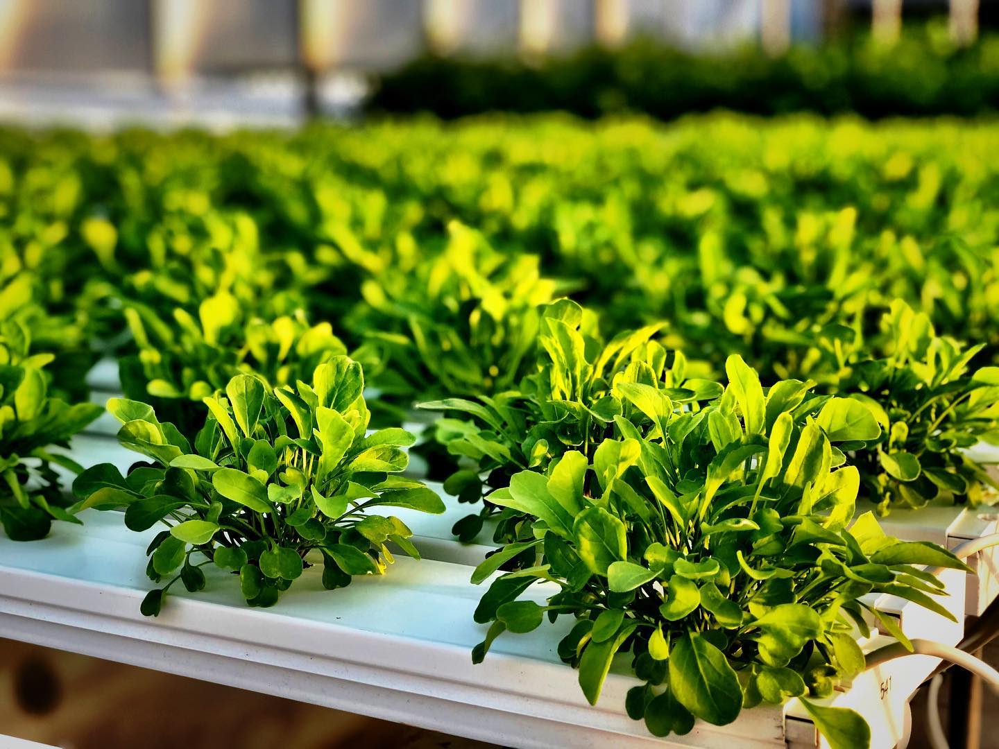 Cropking 48 Plants Continuous Flow NFT Hydroponic System Hardware and Pump