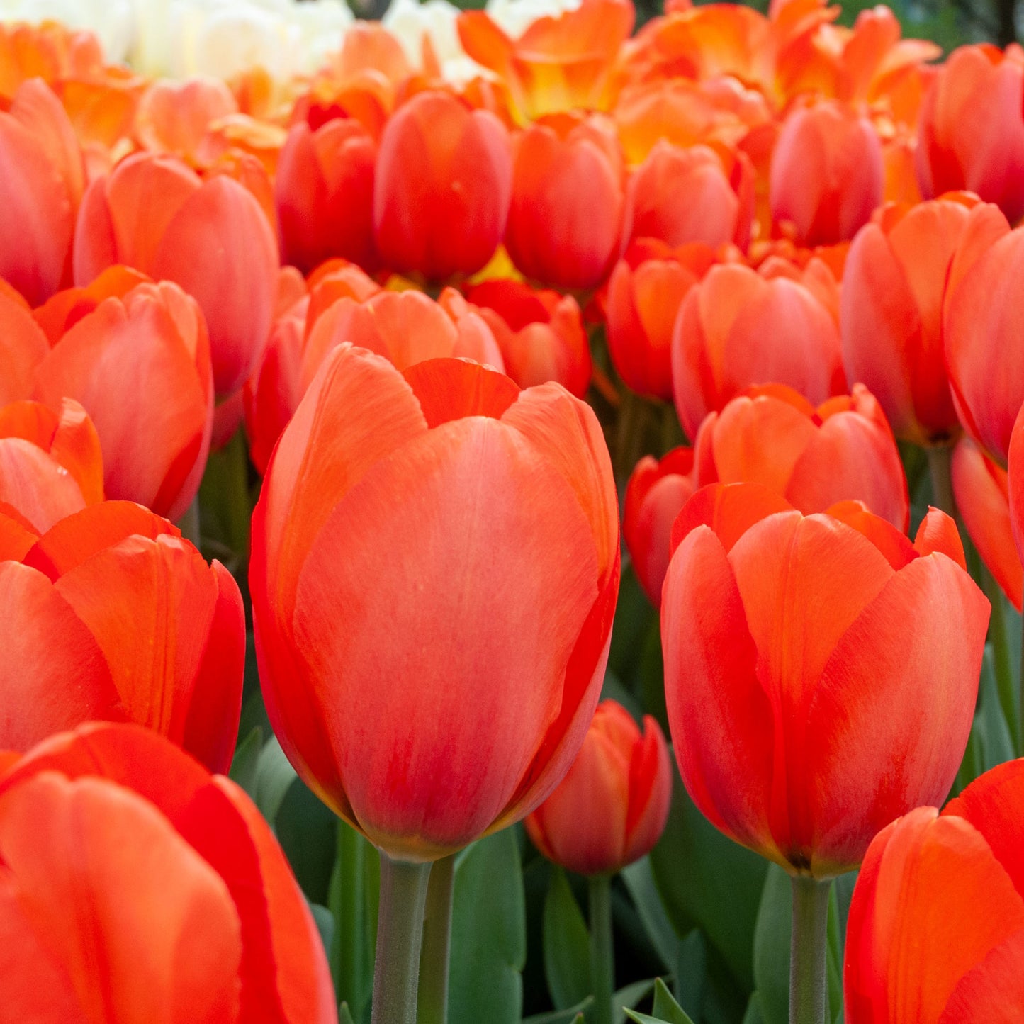 Landscape Orange Tulip Bulbs