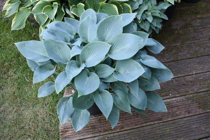 Blue Cadet Hosta Plant