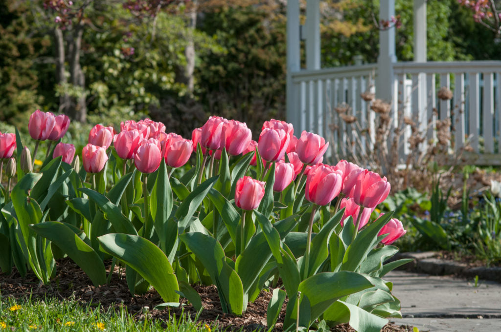 Landscape Pink Tulip Bulbs