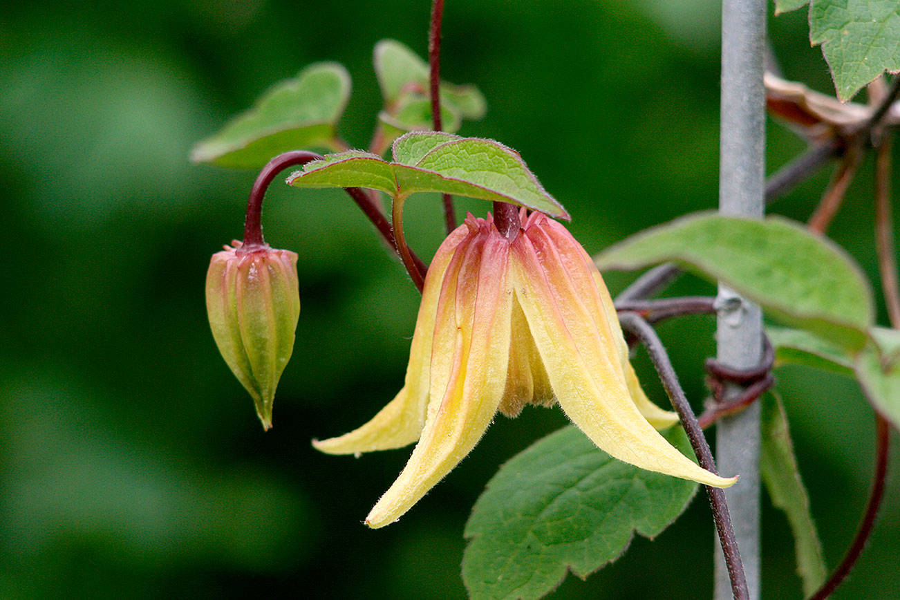 Lemon Bells Clematis Vine