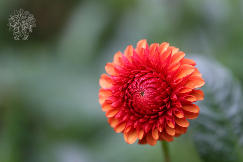 داليا السكر البني