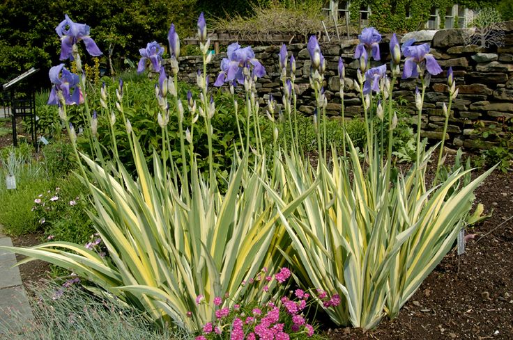Iris pallida Aureavariegata