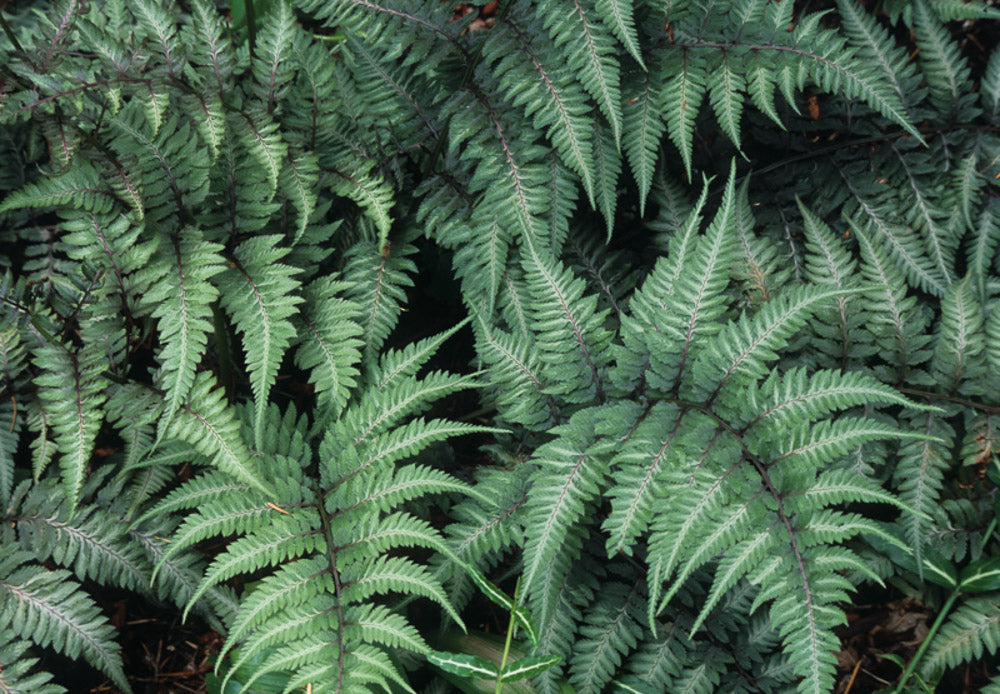 Athyrium Niponicum Var. Pictum Japanese Painted Fern