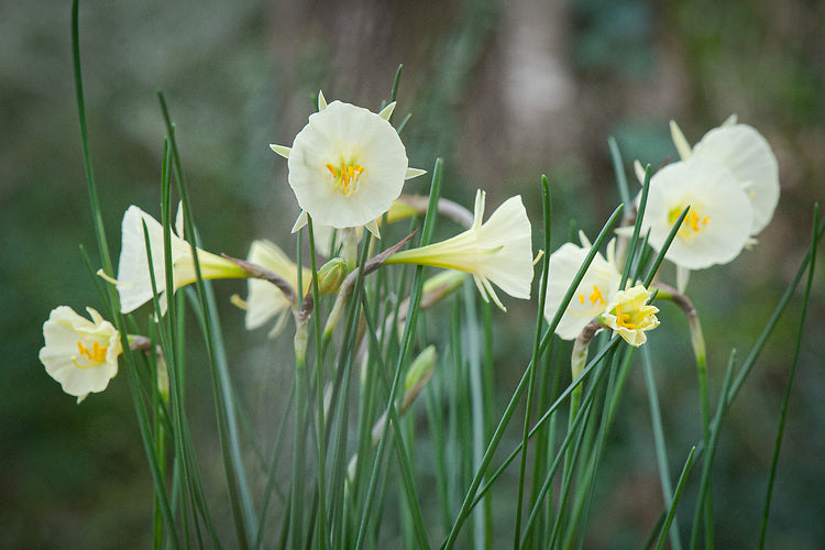 Arctic Bells Narcissus Bulbs