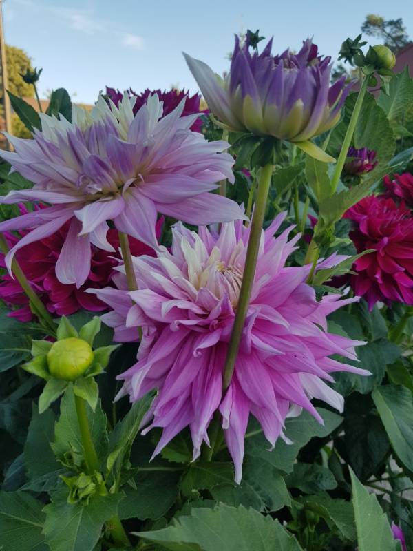Sir Alf Ramsey Dahlia