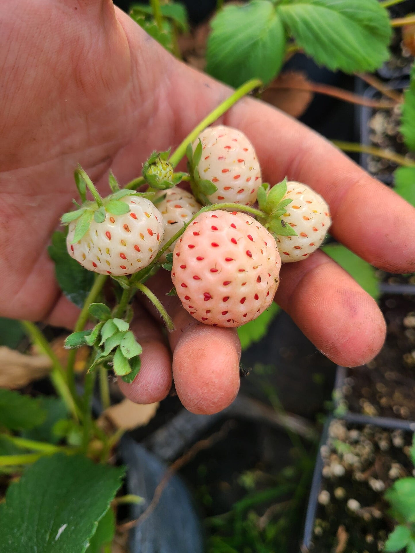 Flamingo Strawberry Plant