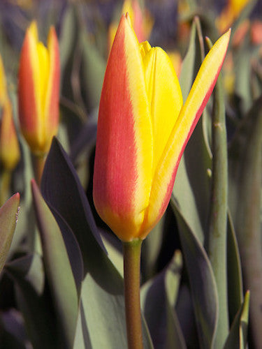 Giuseppe Verdi Tulip Bulbs