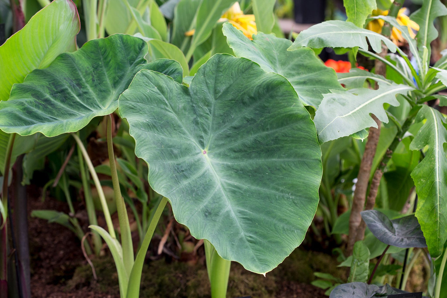 Elephant Ears Colocasia