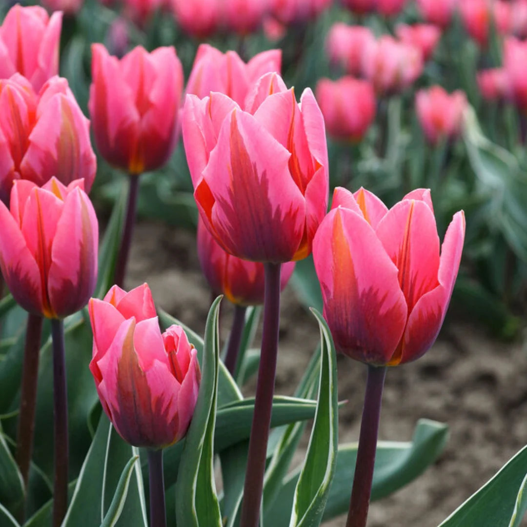 Pretty Princess Tulip Bulbs