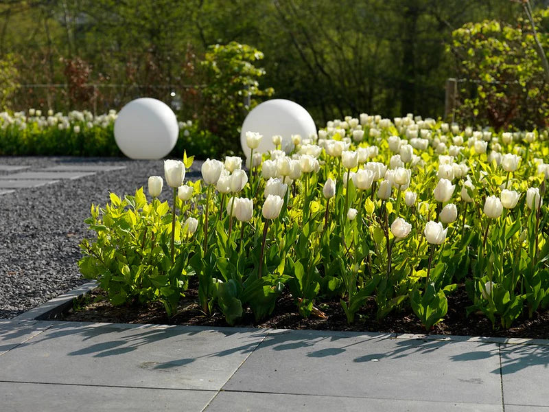 Antartica Tulip Bulbs