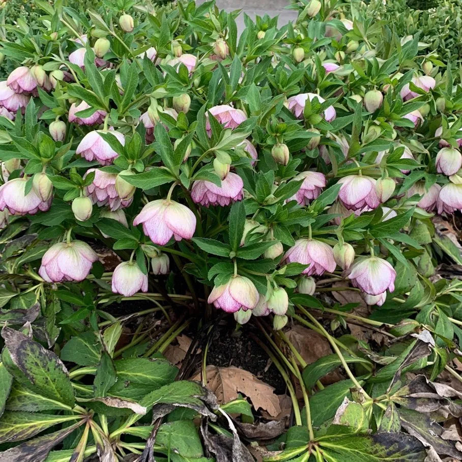 Hellebore Blushing Bridesmaid