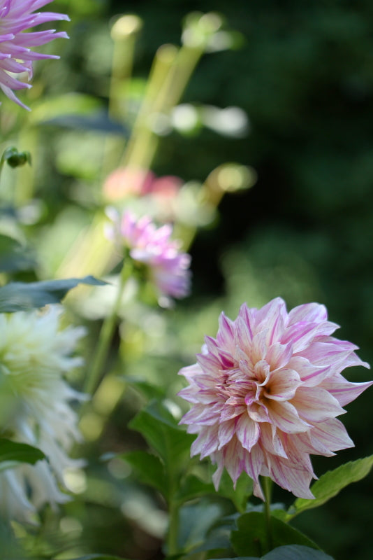 Café au Lait Twist Dahlia