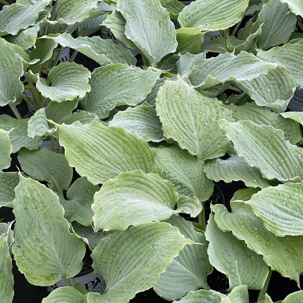 Diamond Lake Hosta Plant