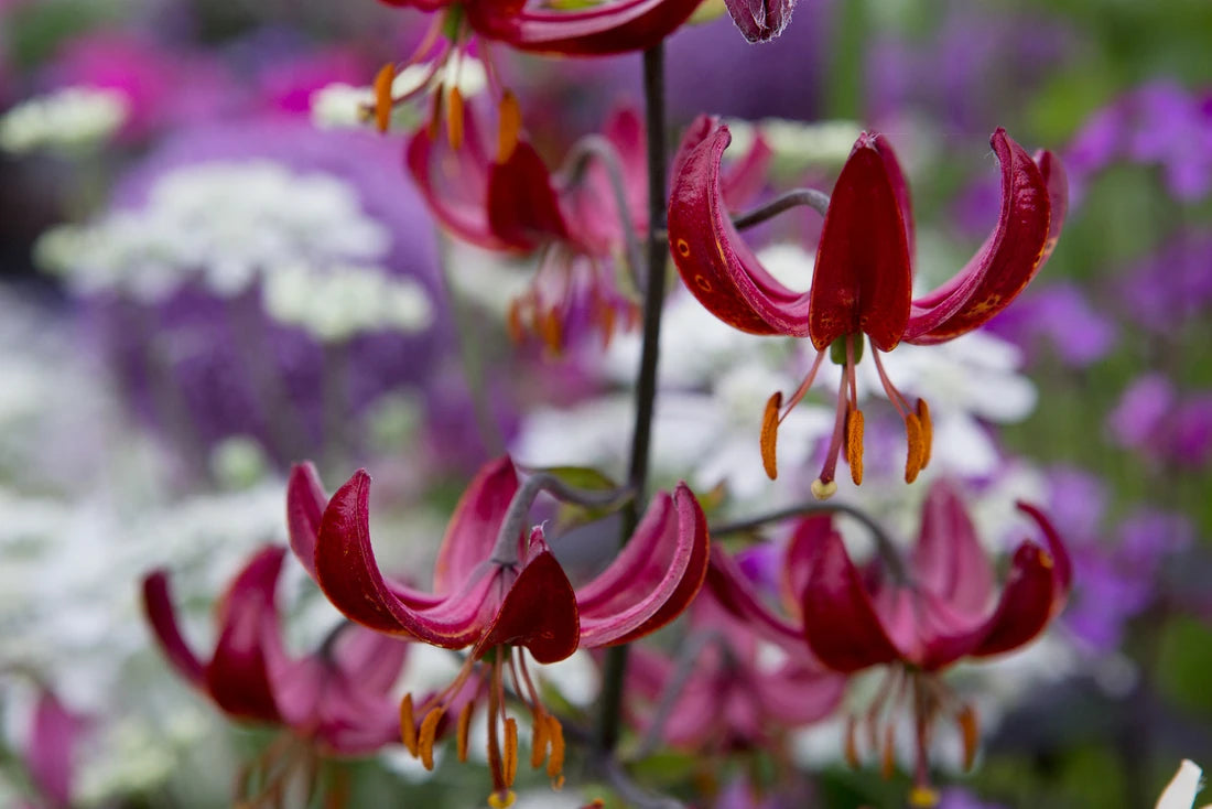 Claude Shride Martagon Lily