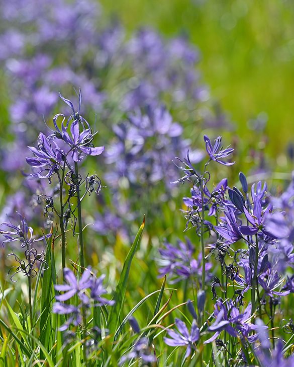 Esculenta Quamash Camassia Bulbs