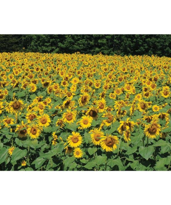 Sunrich Lime Sunflower Seeds online shopping