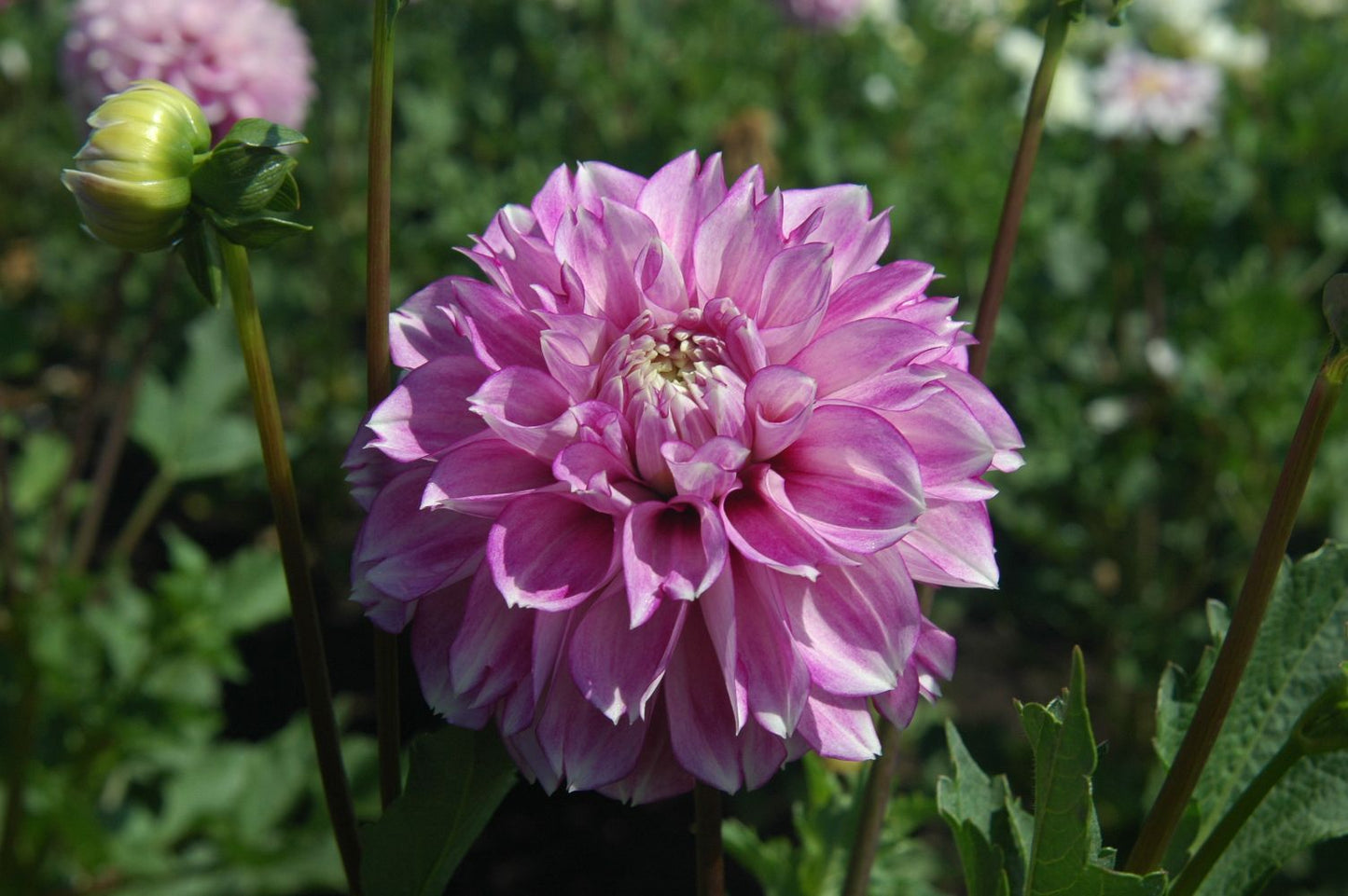 Blackberry Ice Dahlia