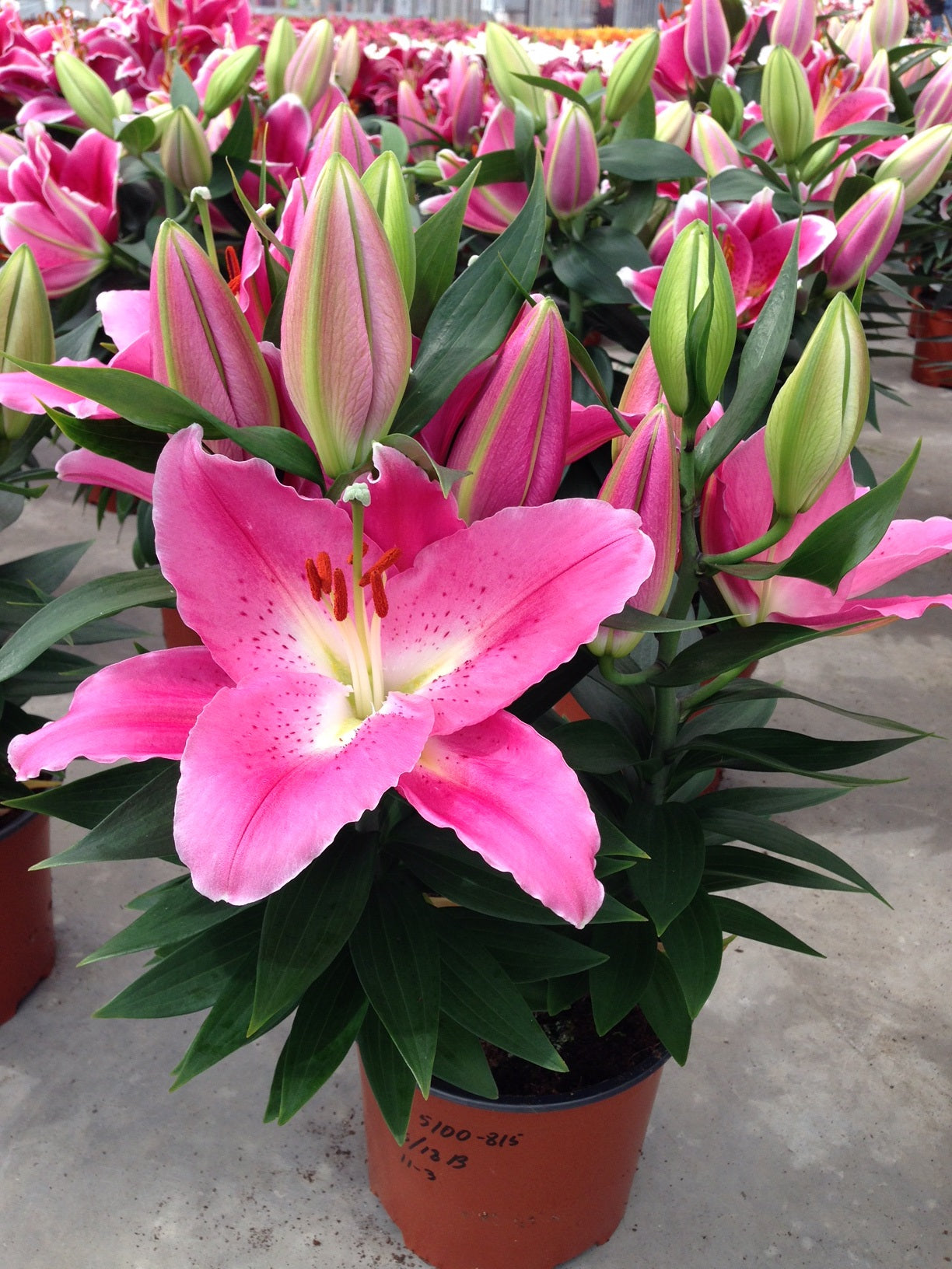 Sunny Camino Dwarf Oriental Lily