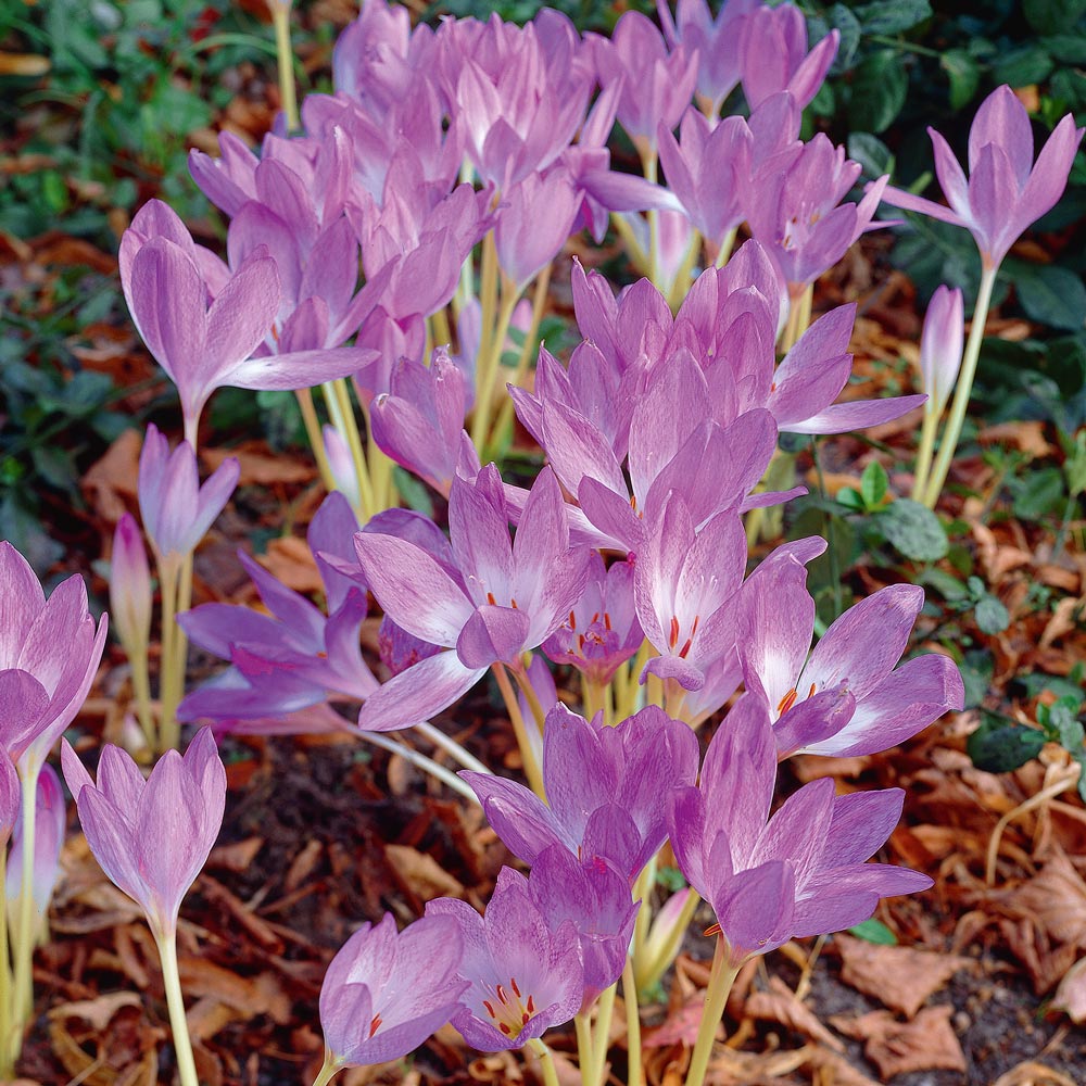 The Giant Colchicum Corms