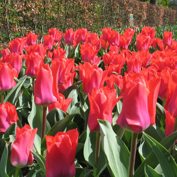 Portland Tulip Bulbs