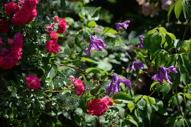 Integrifolia Pamiat Serdsta Clematis Vine