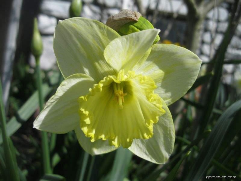 Lemon Shake Narcissus Bulbs