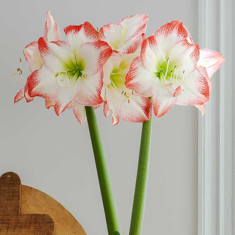 Sofia Dutch Amaryllis Bulbs