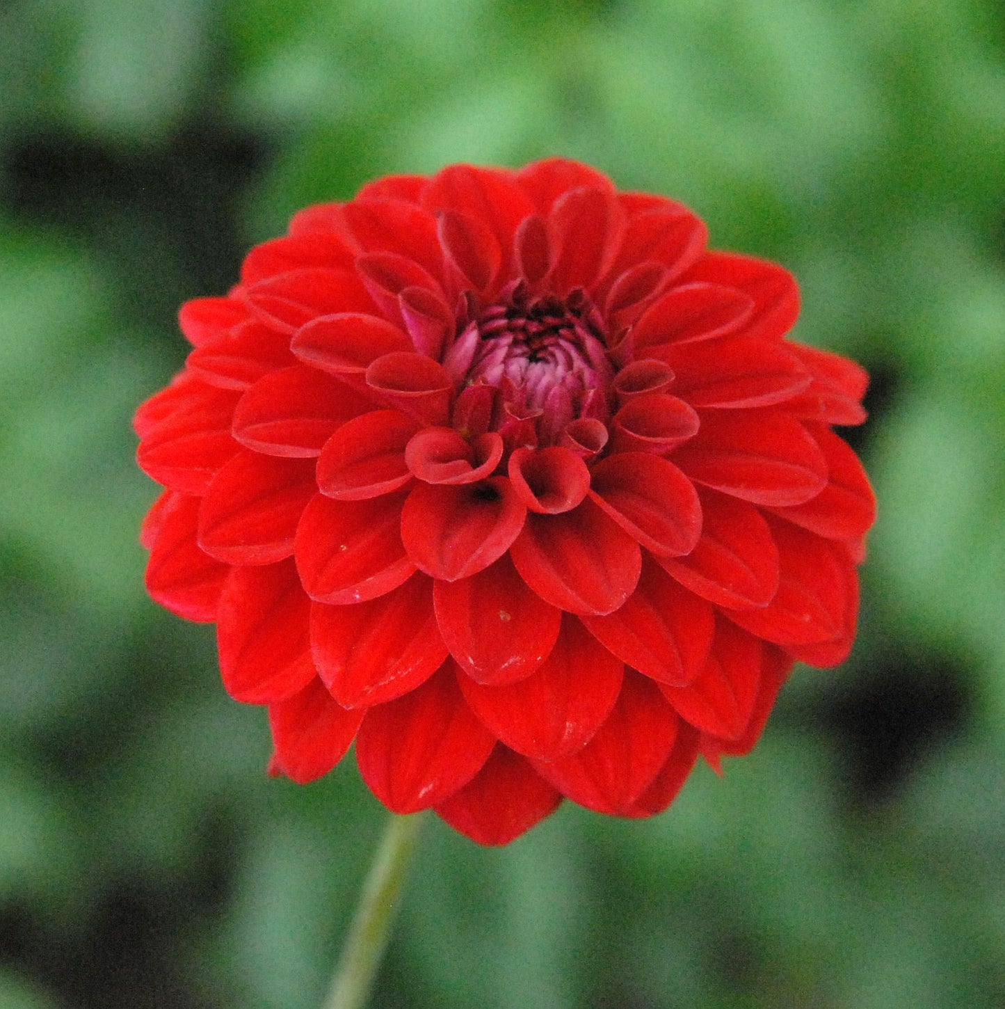 Milo Dahlia