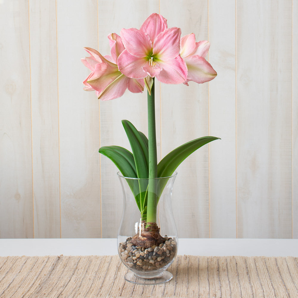 Sweet Star Dutch Amaryllis Bulbs