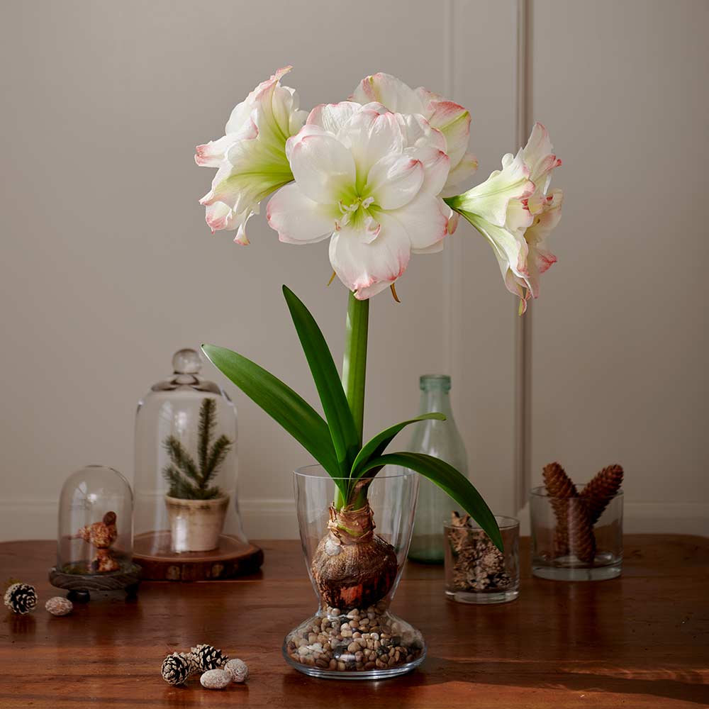 Amadeus Double Amaryllis Bulbs