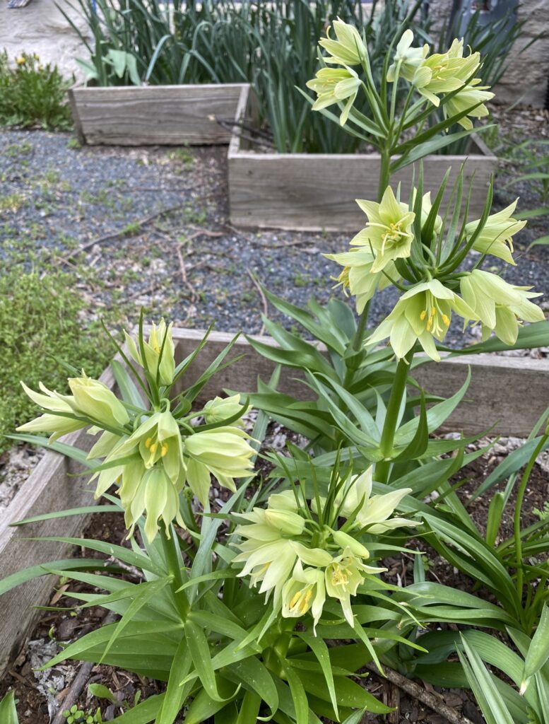 Raddeana Fritillaria Bulbs