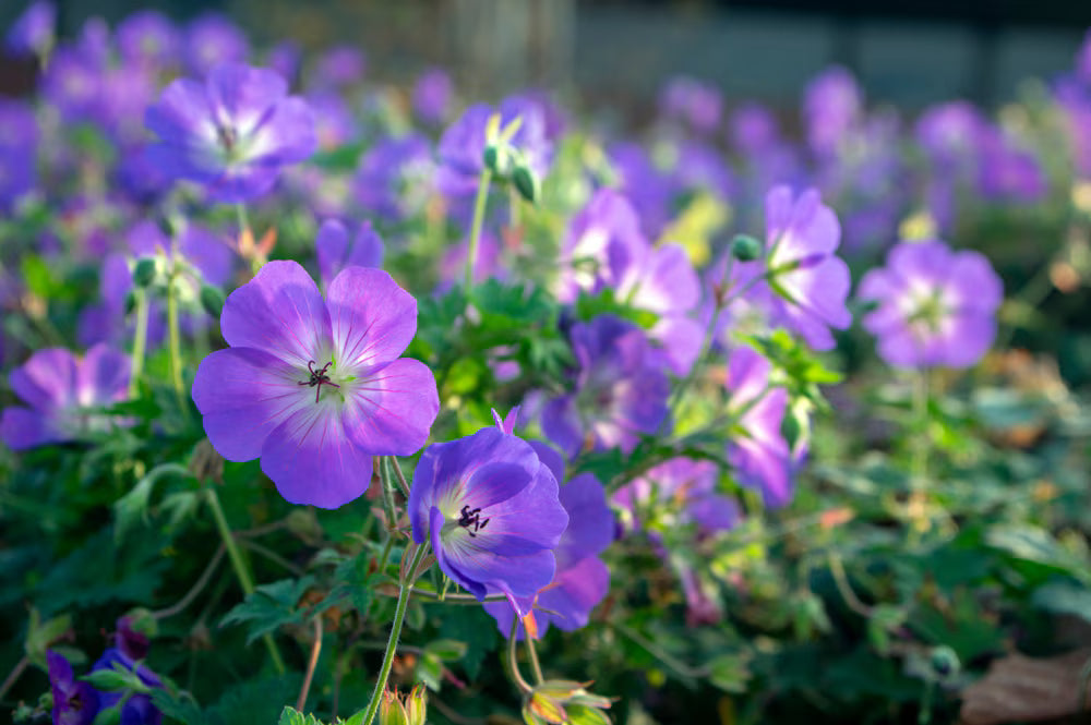 Geranium Tuberosum – EVERGREEN
