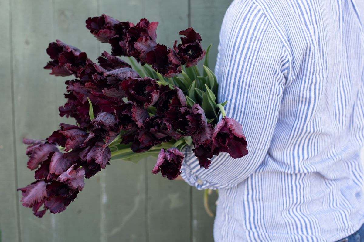 Black Parrot Tulip Bulbs