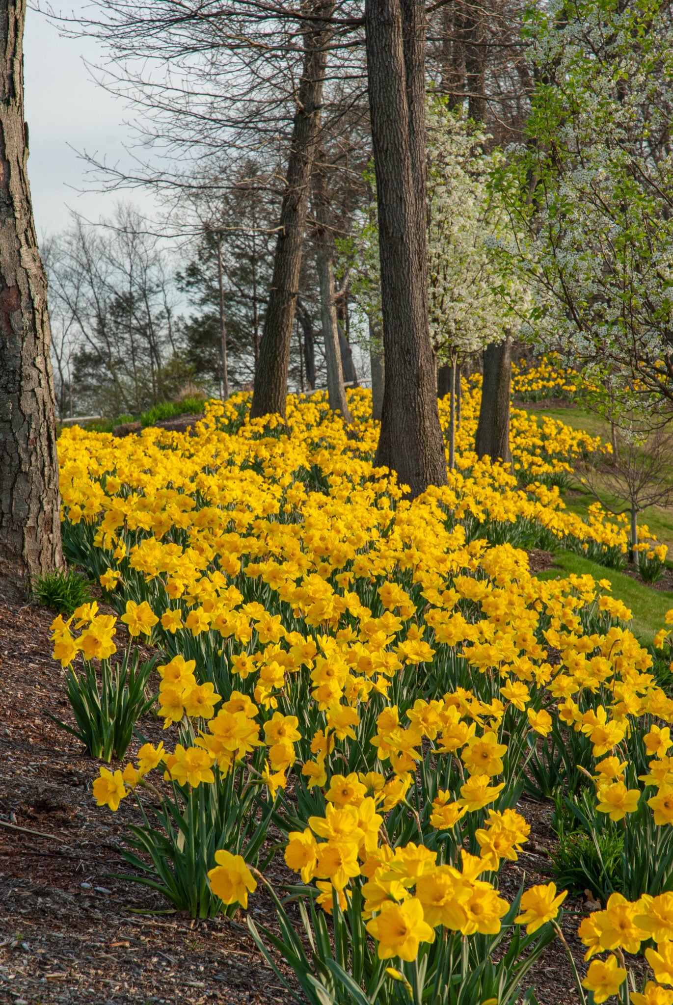 Gigantic Star Narcissus Bulbs