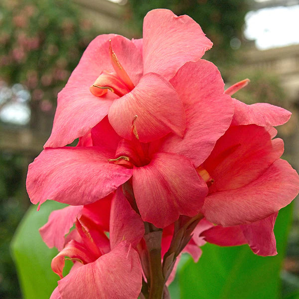 Pink Beauty Dwarf Green Leaf Canna
