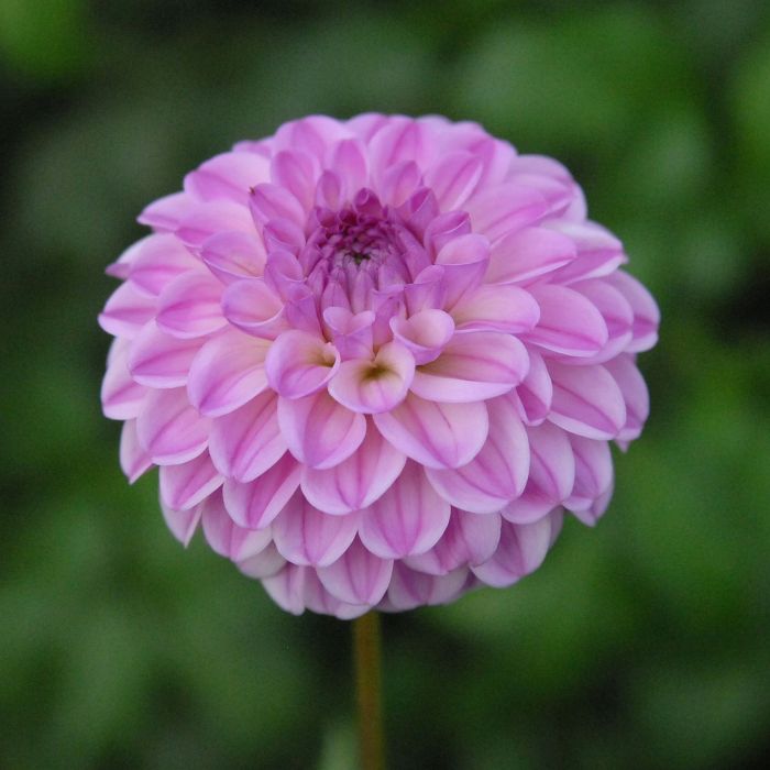Pixie Dahlia
