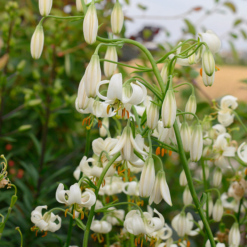 white martagon lily Snowy Morning Martagon Lily – EVERGREEN